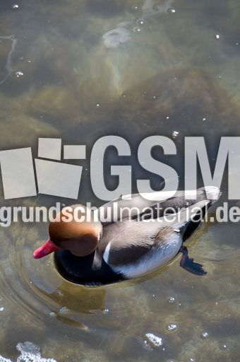 Kolbenente (2 von 5).jpg